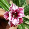 mc244 adenium