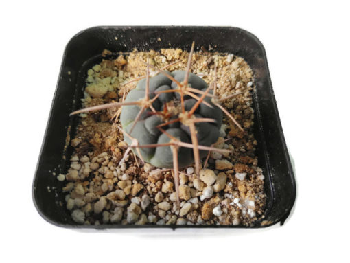 Gymnocalycium spegazzinii