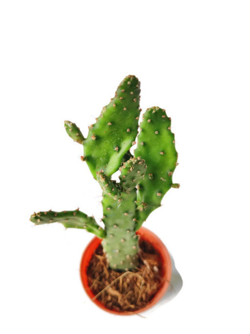 Opuntia Tuna cactus live plant buy at seedsnpots.com