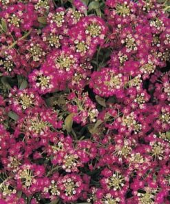 alyssum deep rose