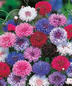 cornflower seeds