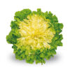 Endive Seeds
