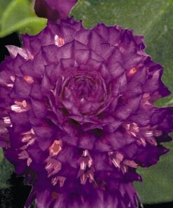 gompherna purple