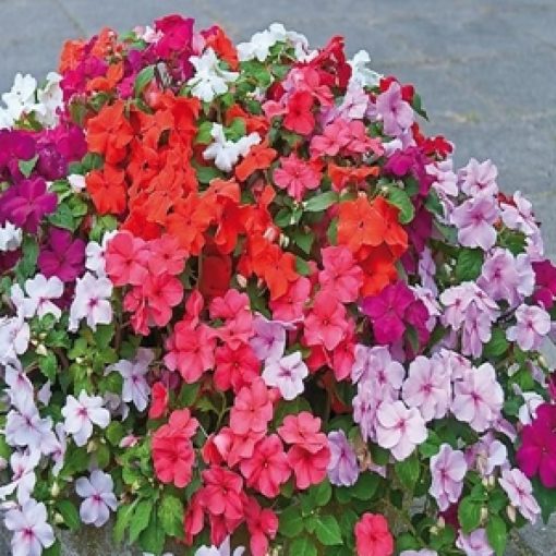 Impatiens F2