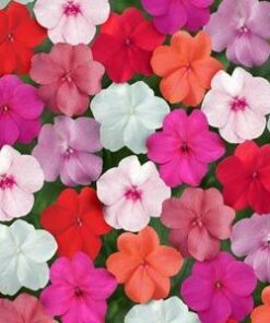 Impatiens super elfin mix Color pack of 20 seeds Imported