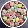 Lithops Mix seeds