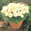 White Marigold