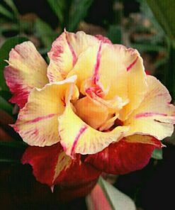 mc230 adenium