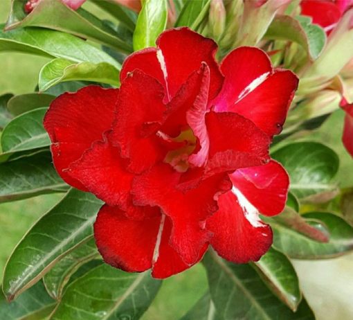 mc242 adenium