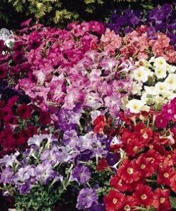 Petunia Carpet mix