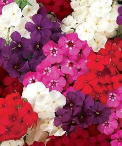 Phlox Ethnie
