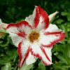 smc501 adenium