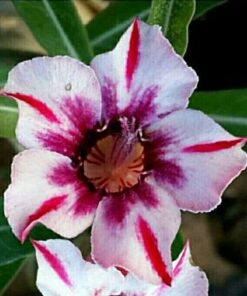 smc507 adenium