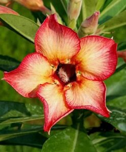 smc515 adenium