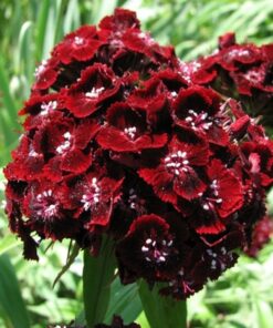 Sweet william Black Prince Pack of 30 Seeds Open Pollinated