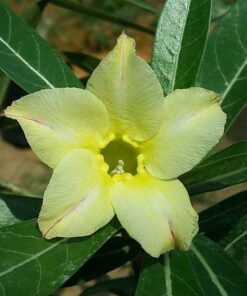 sy651 adenium
