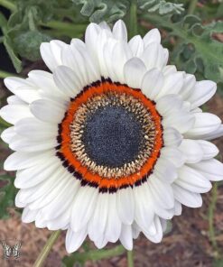 Venidium White