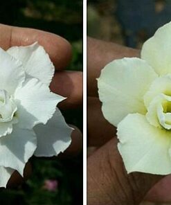 w121 adenium