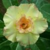 y147 adenium