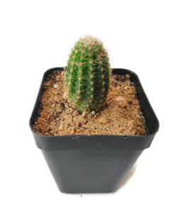 Alternative view of Echinopsis hybrid Trichopsis Dark pink flower cactus plant