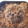 Gymnocalycium occultum
