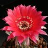 Echinopsis hybrid dark pink