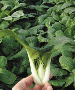 Green pak choi