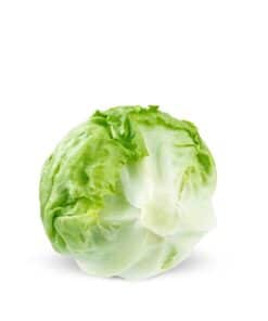 lettuce iceberg