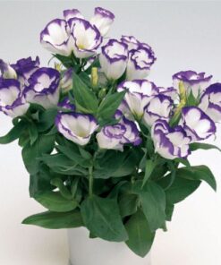 lisianthus bluerim