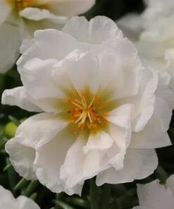 portulaca coconut