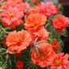 portulaca orange