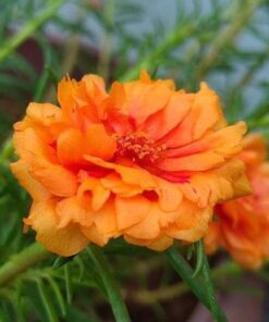 portulaca orange