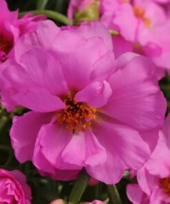 portulaca rosita