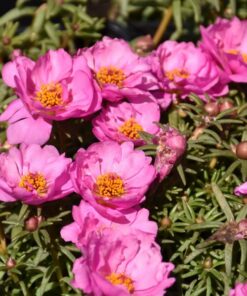 portulaca rosita