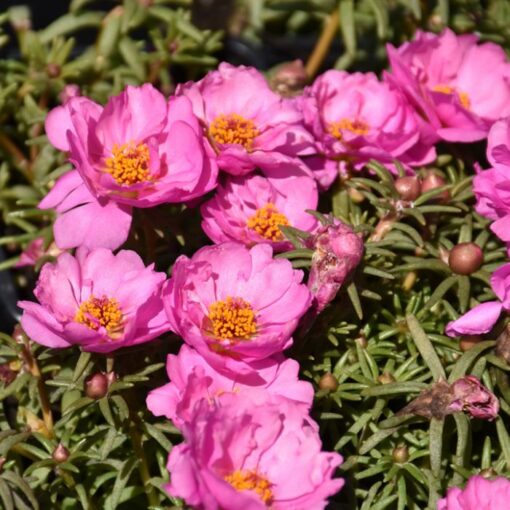 portulaca rosita