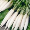 Radish Seeds