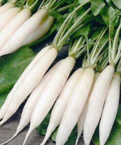 Radish Seeds