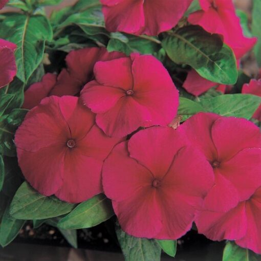 vinca burgundy