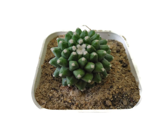 Mammillaria bucareliensis erusamu