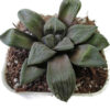 Haworthia CV chocolate
