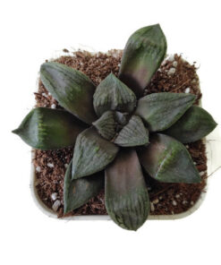 Alternative view of Haworthia Chocolate rare succulent