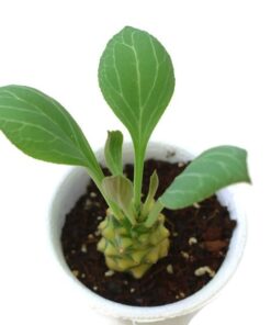 monadenium ritchiei variegated