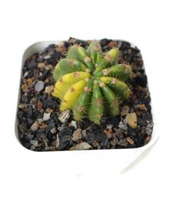 Echinopsis Oxygona