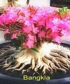 Adenium Bangla