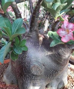 Adenium Awon Dum