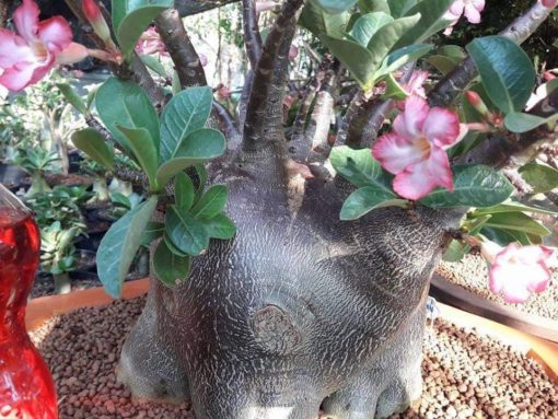 Adenium Awon Dum