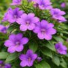 barleria purple