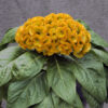 Celosia Armor Yellow