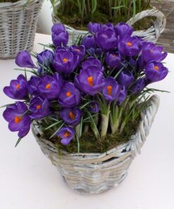 Crocus Flower record