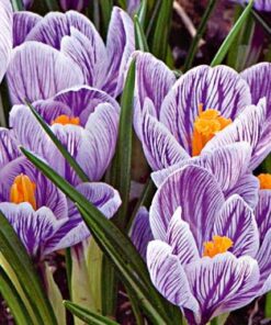 Crocus Pickwick